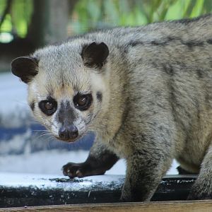 Asian Palm Civet (Paradoxurus hermaphroditus).