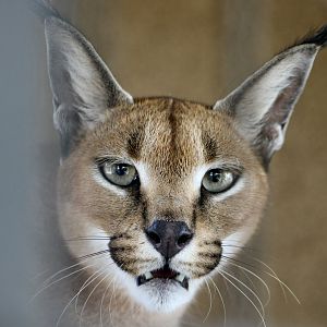 Caracal (Caracal caracal)