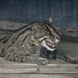 Fishing Cat (Prionailurus viverrinus)