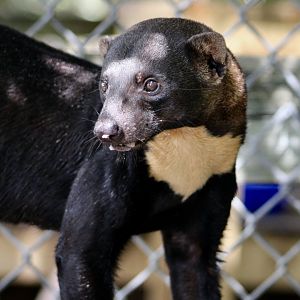 Tayra (Eira barbara)