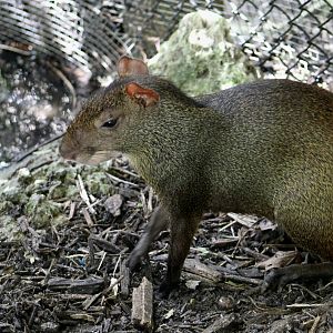 Red-Rumped Agouti (Dasyprocta leporina)