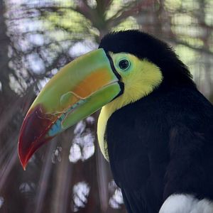 Keel-Billed Toucan (Ramphastos sulfuratus)