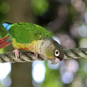 Green-Cheeked Conure (Pyrrhura molinae)