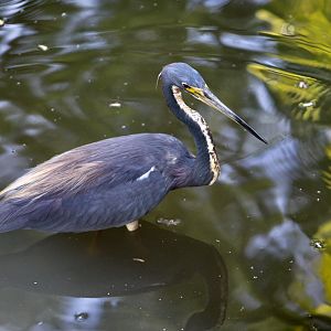Tricolored Heron (Egretta tricolor) - wild