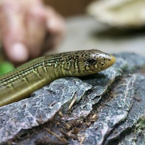 Eastern Glass Lizard (Ophisaurus ventralis)
