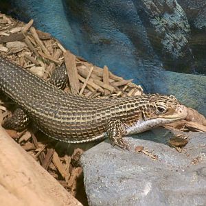Sudan Plated Lizard (Broadleysaurus major)