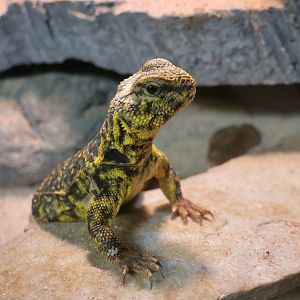 Geyr's Uromastyx (Uromastyx geyri)