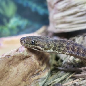 Children's Python (Antaresia childreni)