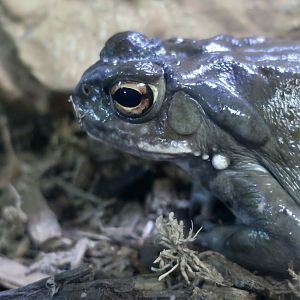 Colorado River Toad (Incilius alvarius)