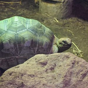 Aldabra Giant Tortoise