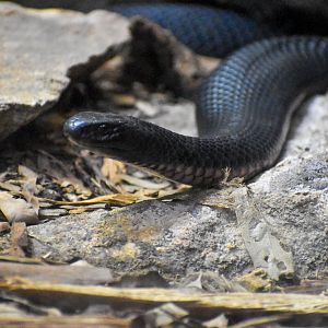 Red-bellied Black Snake