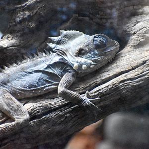 Boyd's Forest Dragon