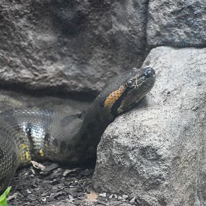 Green Anaconda