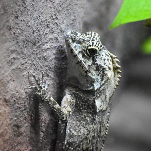 Southern Angle-headed Dragon