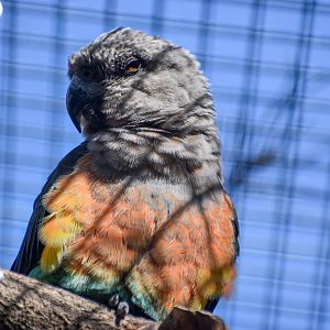 Red-bellied Parrot