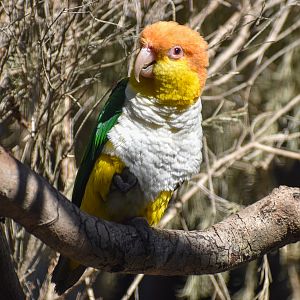 White-bellied Caique