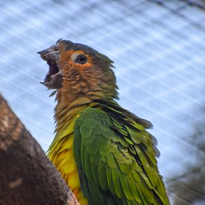 Brown-throated Conure