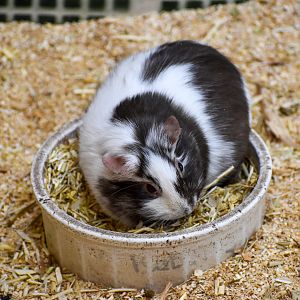 Guinea Pig