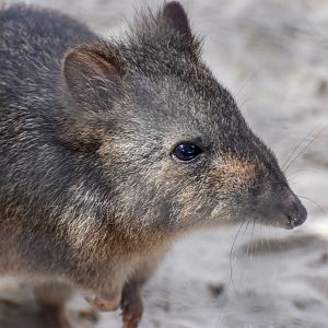 Long-nosed Potoroo
