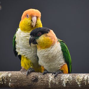 Two species of caique