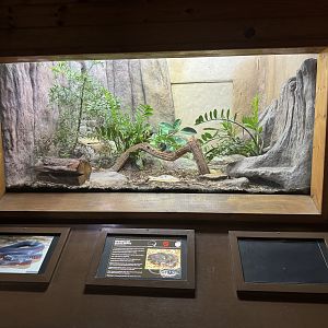 Red-bellied Black Snake enclosure