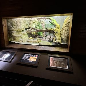 Aruba Island Rattlesnake enclosure