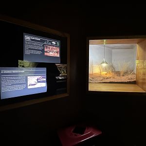Pygmy Bluetongue Lizard enclosure