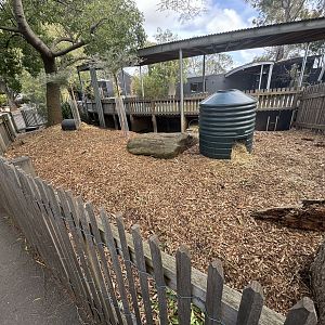 Quokka enclosure