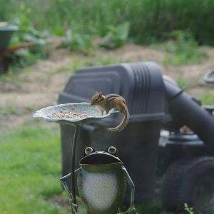 2014 - Eastern Chipmunk, Toronto