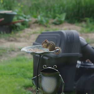 2014 - Eastern Chipmunk, Toronto