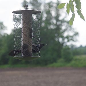 2014 - Common Grackle, Toronto
