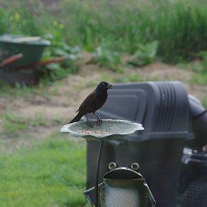 2014 - Common Grackle, Toronto