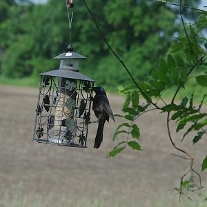 2014 - Common Grackle, Toronto