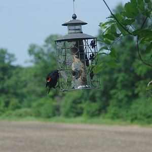 2014 - Red-winged Blackbird, Toronto