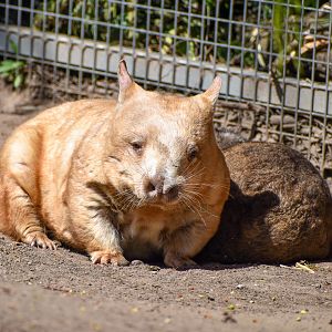 Golden Southern Hairy-nosed Wombat