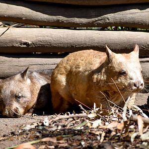Golden Southern Hairy-nosed Wombat (with normal wombat)
