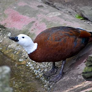 Paradise Shelduck