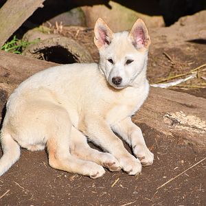 Dingo pup