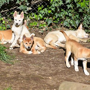Dingo pups