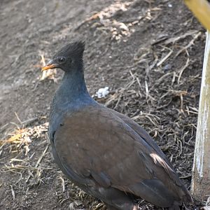 Orange-footed Scrubfowl
