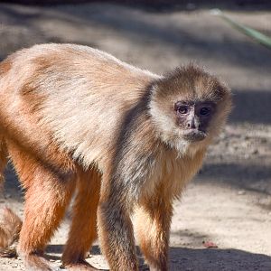 White-fronted Capuchin