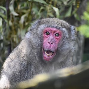 Japanese Macaque