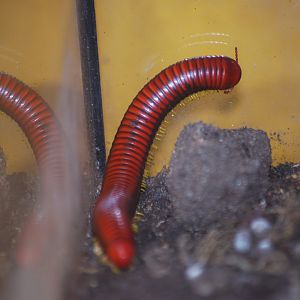 Giant fire millipede at The Bug Parc, 25/9/2024