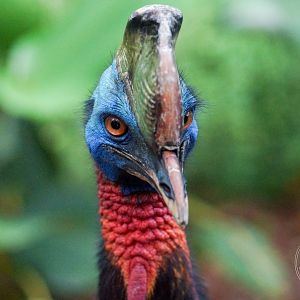 Northern Cassowary (Casuarius unappendiculatus)