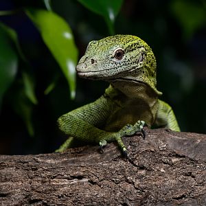 Reisinger's tree monitor (Varanus reisingeri)