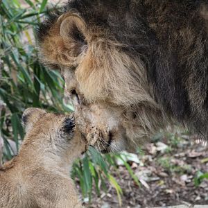 Bhanu and one of his cubs