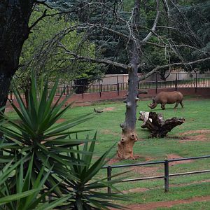 South Central Black Rhino (Bicornis diceros minor) chasing a peahen
