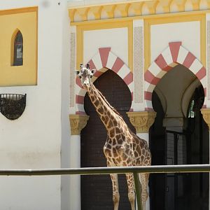 Buddy - Ecoparque BA