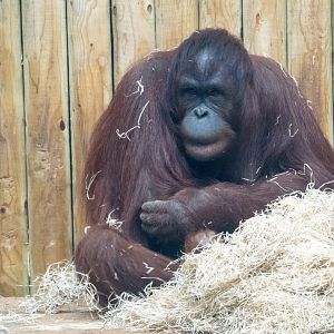Molly - Bornean Orangutan