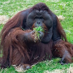 Belayan - Bornean Orangutan